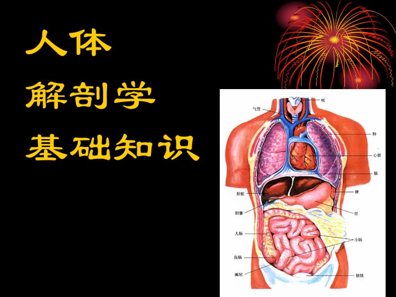 《人体解剖学基础》PPT课件.ppt_第1页