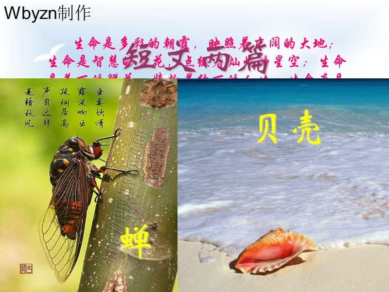 短文兩篇《蟬》《》貝殼.ppt_第1頁(yè)