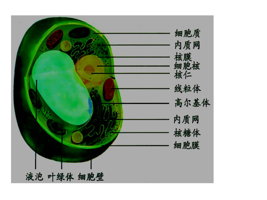 赣榆县外国语学校2014年高考一轮复习生物课件：3.2细胞核.ppt_第1页