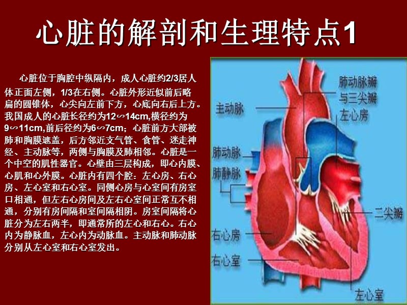 超声心动图入门基础.ppt_第2页