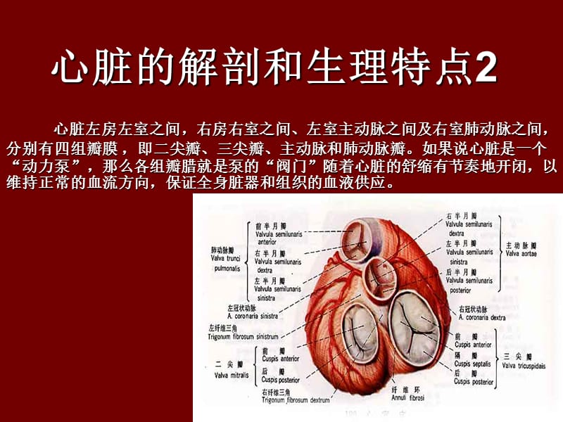 超声心动图入门基础.ppt_第3页