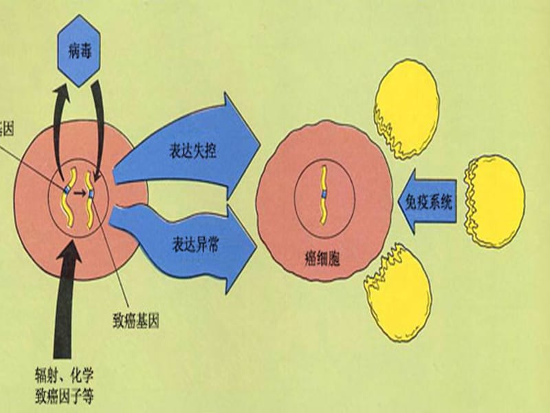 早期胃癌PPT课件_第3页