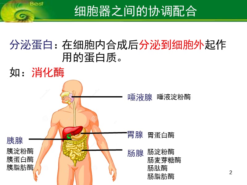 必修1 3-2 细胞器之间的协调配合ppt课件_第2页