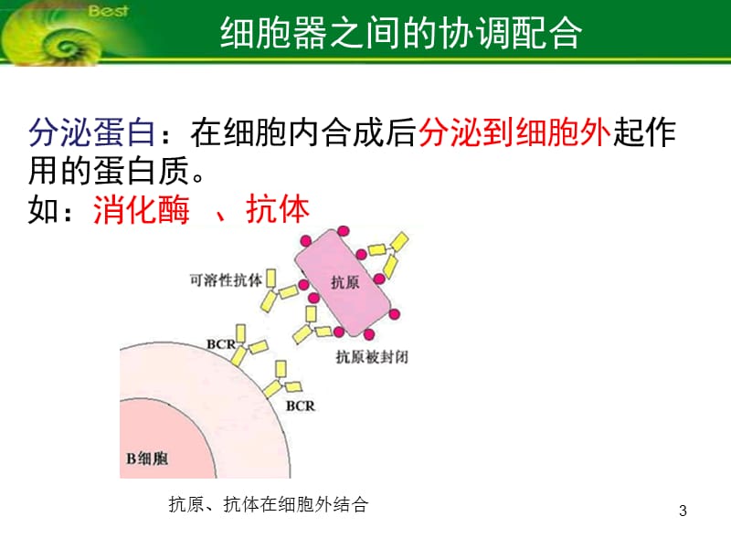 必修1 3-2 细胞器之间的协调配合ppt课件_第3页