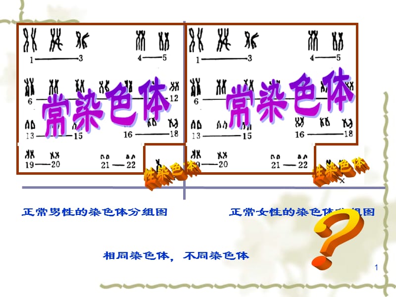 伴性遗传ppt课件_第1页