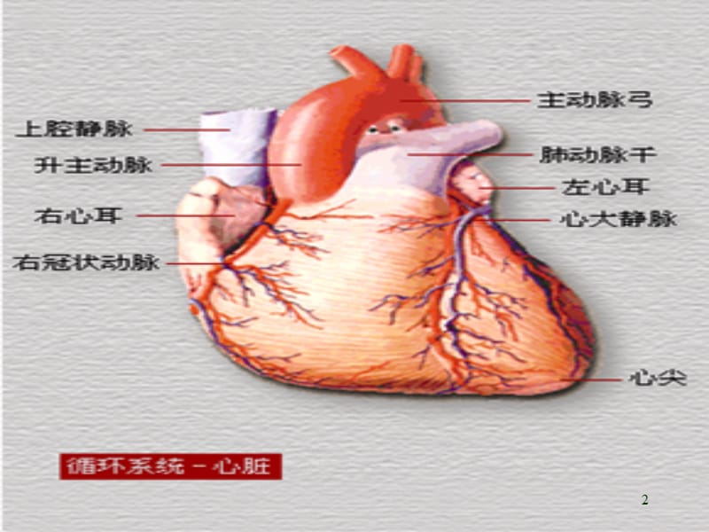 病理生理学冠心病ppt课件_第2页