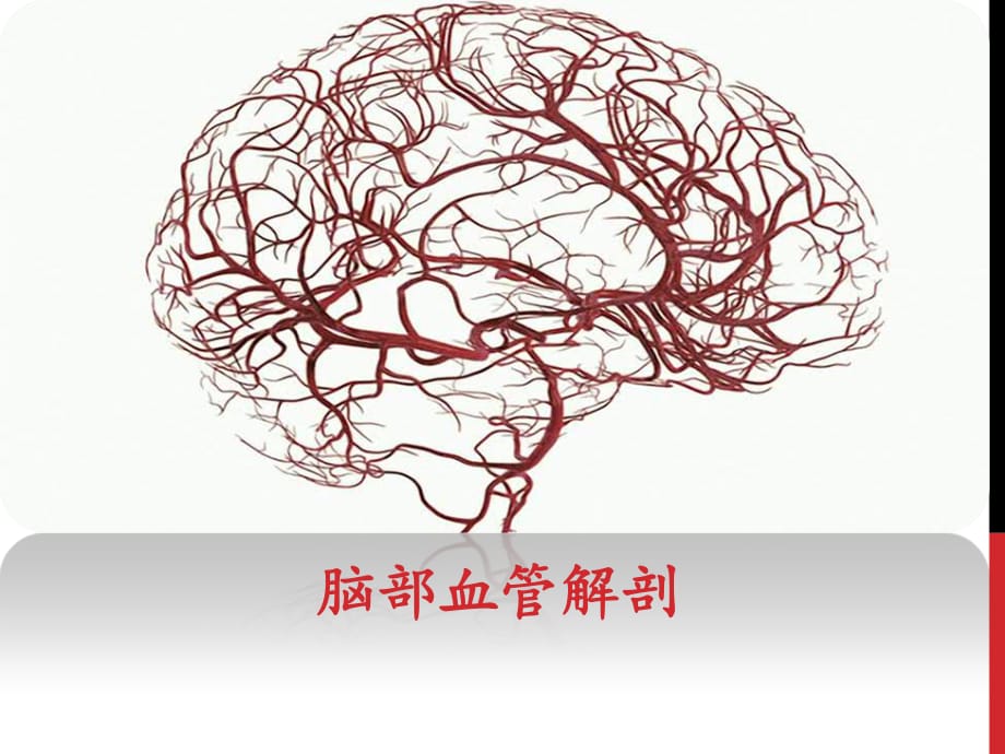 2015脑血管解剖.ppt_第1页