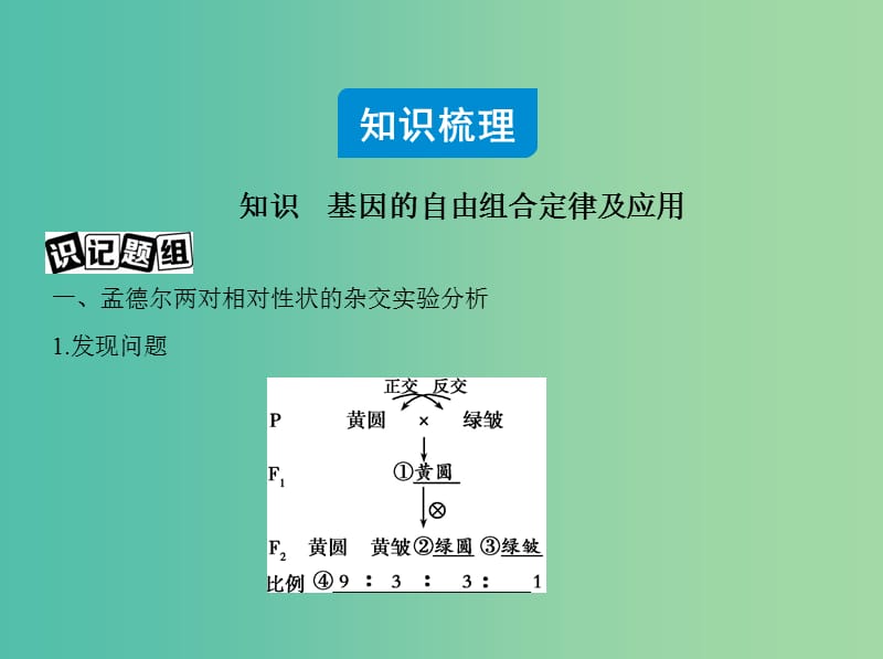 高三生物第一轮复习 第5单元 第15讲 基因的自由组合定律课件 新人教版.ppt_第2页