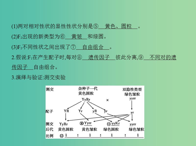 高三生物第一轮复习 第5单元 第15讲 基因的自由组合定律课件 新人教版.ppt_第3页