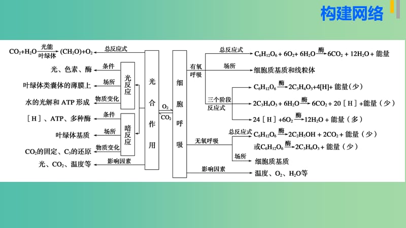 高三生物第二轮复习 专题二 第2讲 光合作用与细胞呼吸课件 新人教版.ppt_第3页