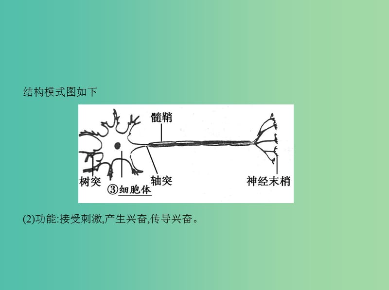 高三生物第一轮复习 第7单元 第21讲 人和高等动物的神经调节课件 新人教版.ppt_第3页