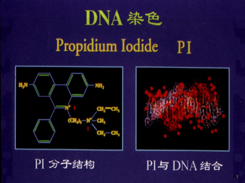 染色法测细胞周期ppt课件_第3页