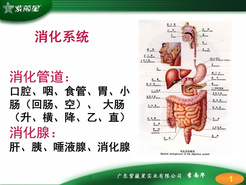 《消化系统疾病》PPT课件.ppt_第1页