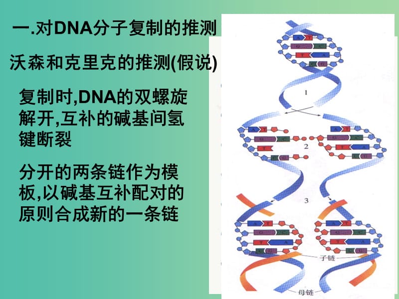 高中生物 3.3 DNA的复制课件 新人教版必修2.ppt_第2页