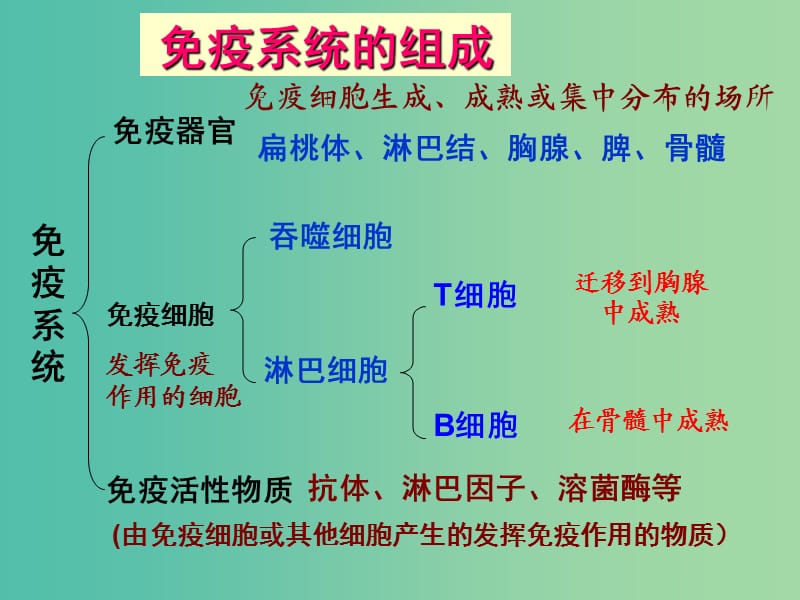 高中生物 2.4 节免疫调节课件 新人教版必修3.ppt_第3页