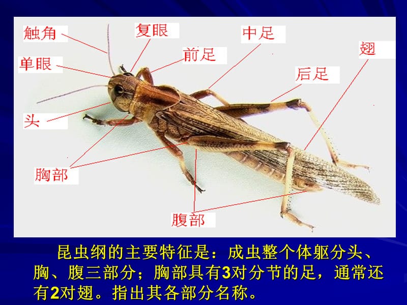 《昆虫的外部特征》PPT课件.ppt_第3页