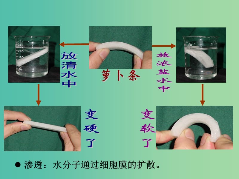 高中生物第一册第3章生命的结构基础3.1细胞膜课件5沪科版.ppt_第2页