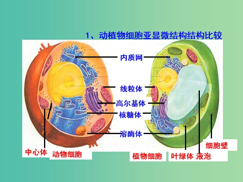 高中生物 专题3.2 细胞器-系统内的分工合作课件 新人教版必修1.ppt_第3页