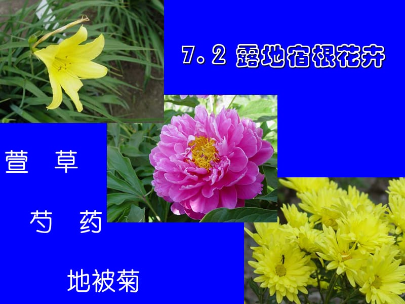 《牡丹芍药栽培》PPT课件.ppt_第1页