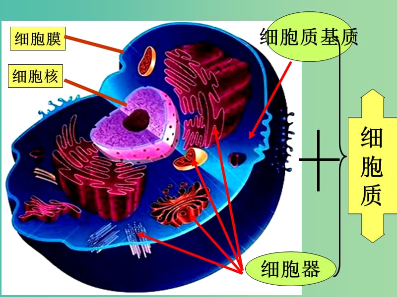 高中生物 3.3 细胞核—系统的控制中心课件2 新人教版必修1.ppt_第1页