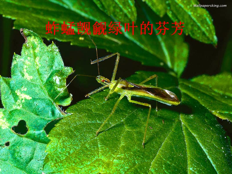 高中生物 5.2 细胞的能量通货--ATP课件 新人教版必修1.ppt_第3页