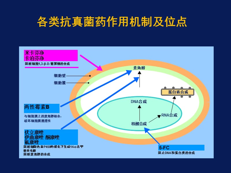 常用抗真菌药物的比较ppt课件_第3页