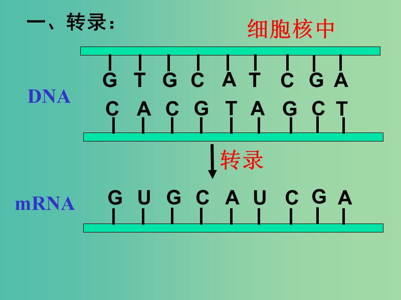 高中生物 4.1基因知道蛋白质的合成（第2课时）课件 新人教版必修2.ppt_第2页