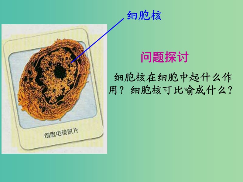 高中生物 3.3细胞中的控制中心-细胞核课件 新人教版必修1.ppt_第2页