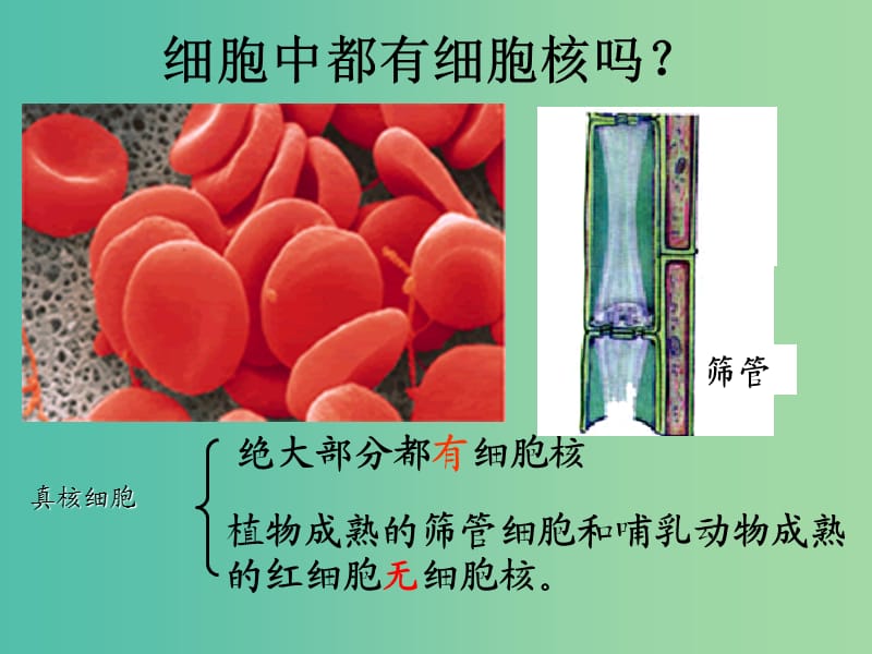 高中生物 3.3细胞中的控制中心-细胞核课件 新人教版必修1.ppt_第3页