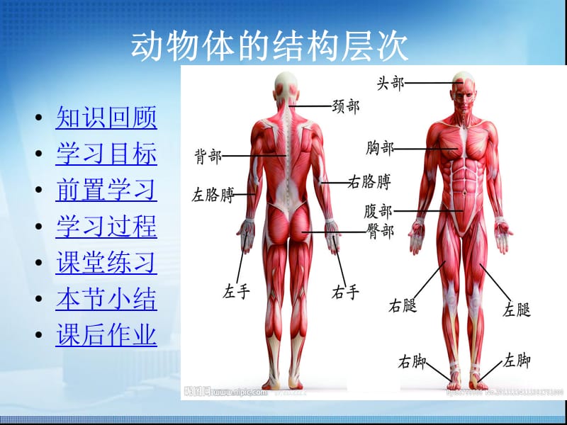 《动物体的结构层次》.ppt_第2页