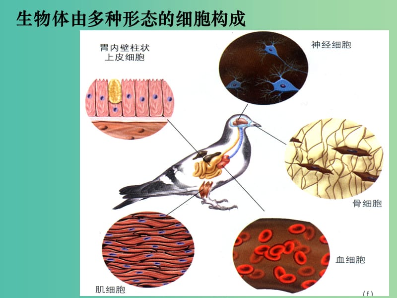 高中生物 6.2 细胞的分化课件 新人教版必修1.ppt_第2页