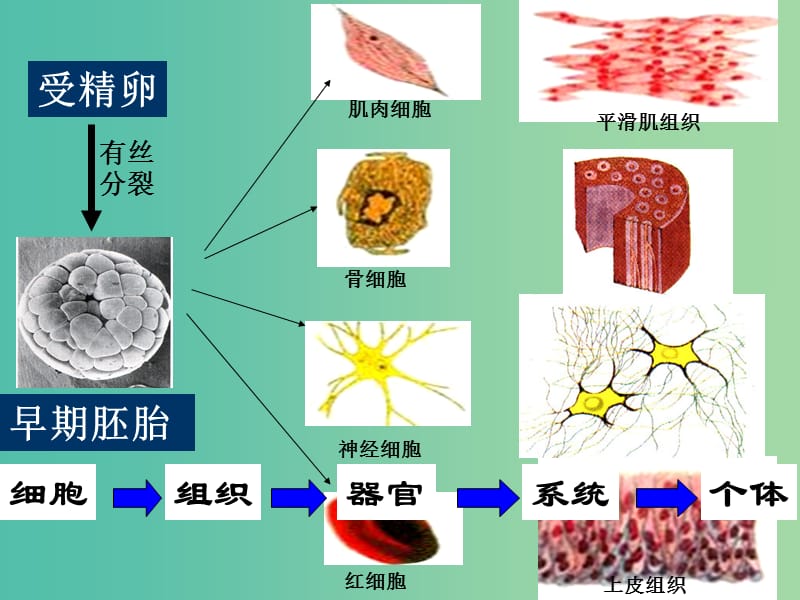 高中生物 6.2 细胞的分化课件 新人教版必修1.ppt_第3页