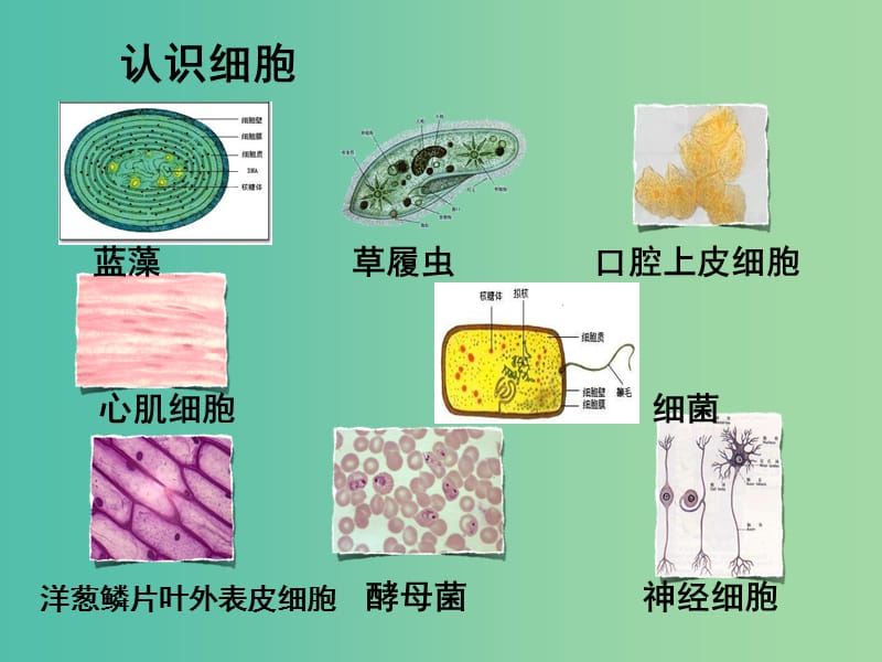 高中生物《第一章 走近细胞》课件 新人教版必修1.ppt_第2页