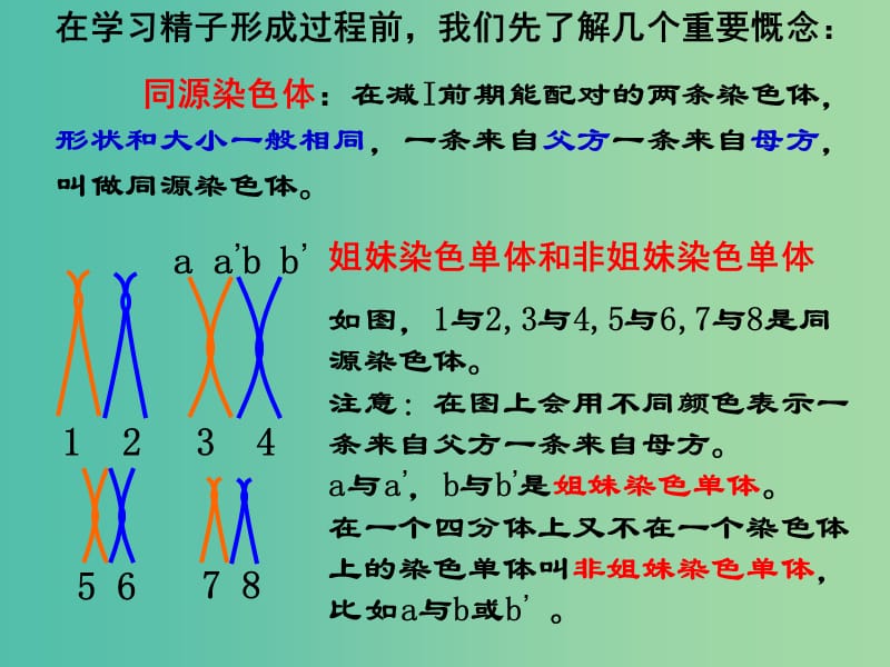 高中生物 2.1 减数分裂课件1 新人教版必修.ppt_第3页