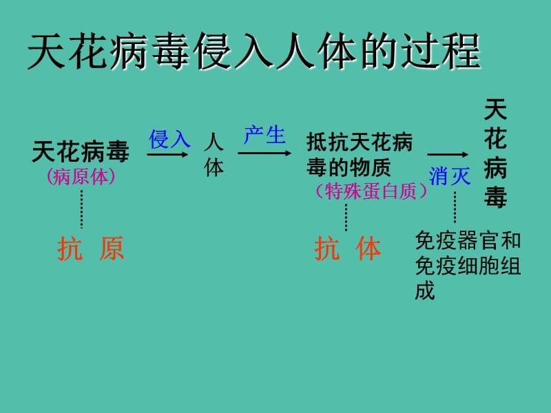 高中生物 第三章 第2节 特异性免疫课件 浙科版必修3.ppt_第3页