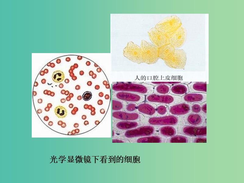 高中生物 3.1 细胞膜 系统的边界课件 新人教版必修1.ppt_第3页