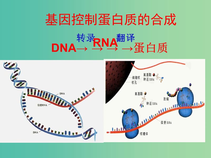 高中生物 4.1 基因指导蛋白质的合成课件 新人教版必修2.ppt_第3页