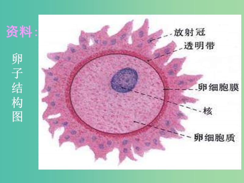 高中生物 专题三 课题1 体内受精和早期胚胎发育课件 新人教版选修3.ppt_第3页