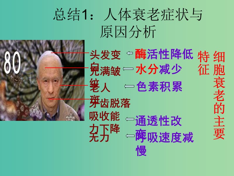 高中生物 第六章 第三节 细胞的衰老和凋亡课件 新人教版必修1.ppt_第3页