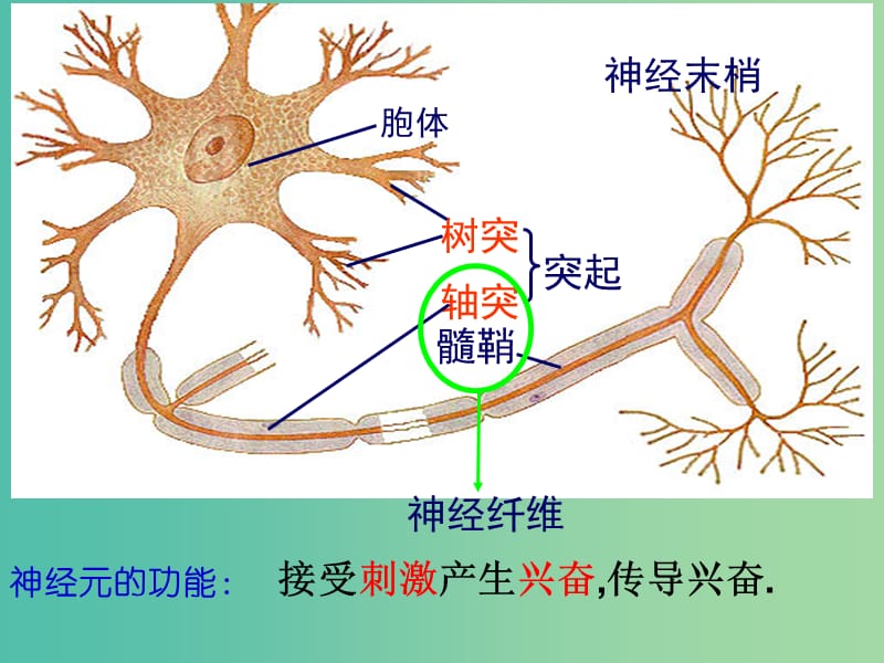 高中生物 2.2 神经调节课件 苏教版必修3.ppt_第3页