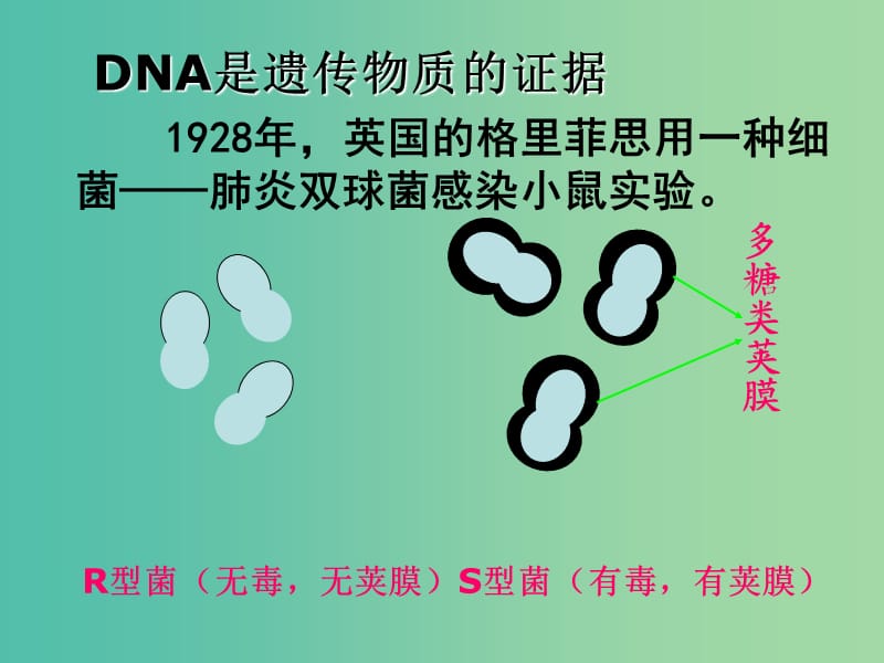 高中生物 3.1 DNA是主要的遗传物质课件 新人教版必修2.ppt_第2页