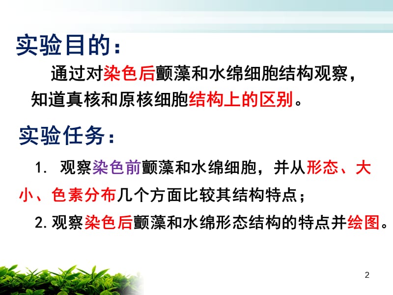 颤藻和水绵细胞的比较观察ppt课件_第2页