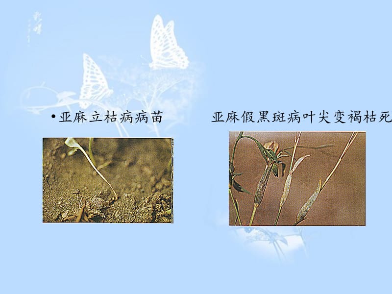 《植物的抗病性》PPT课件.ppt_第2页