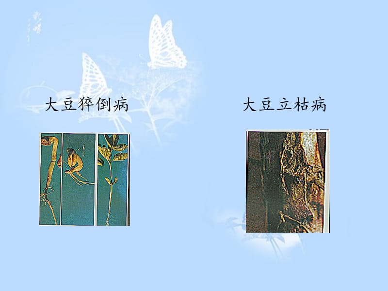 《植物的抗病性》PPT课件.ppt_第3页