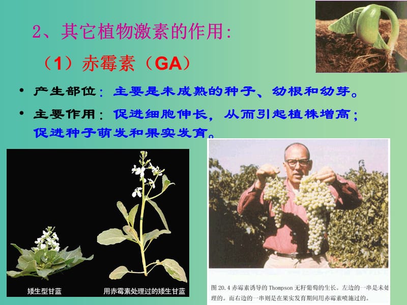 高中生物 第三章 第三节 其它植物激素课件 新人教版必修3.ppt_第3页