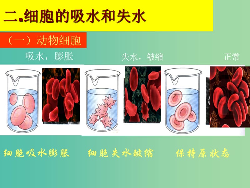 高中生物 4.1 物质跨膜运输的实例课件 新人教版必修1.ppt_第3页