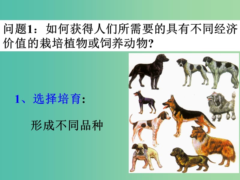 高中生物第一章生物科学与农业1.3优良品种的培育和繁殖课件浙科版.ppt_第3页