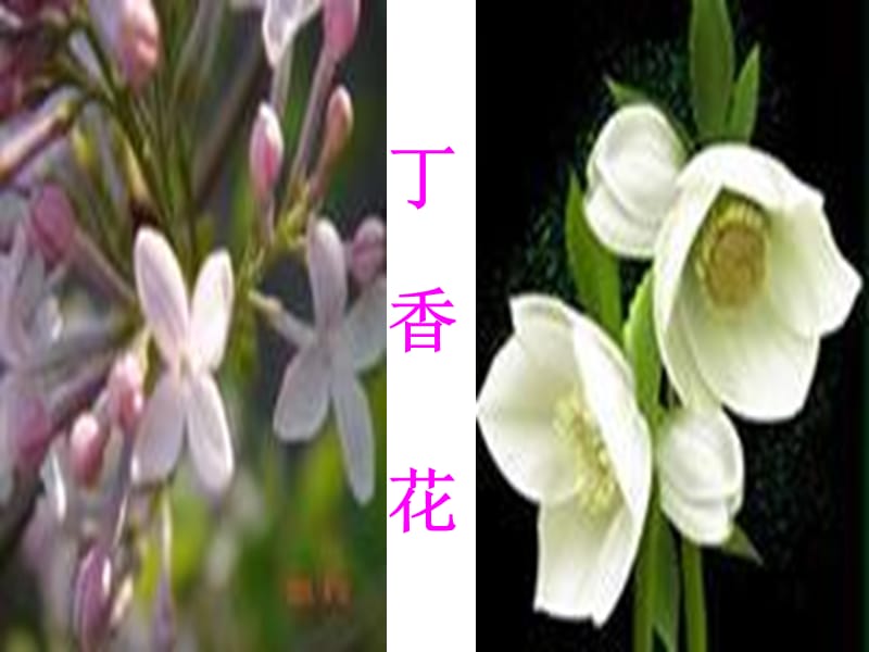 《寻找幸运花瓣》PPT课件.ppt_第2页