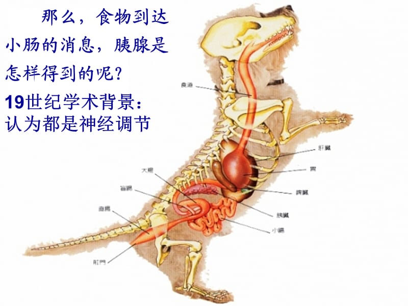 高中生物 2.2 体液调节之激素调节课件 新人教版必修3.ppt_第3页