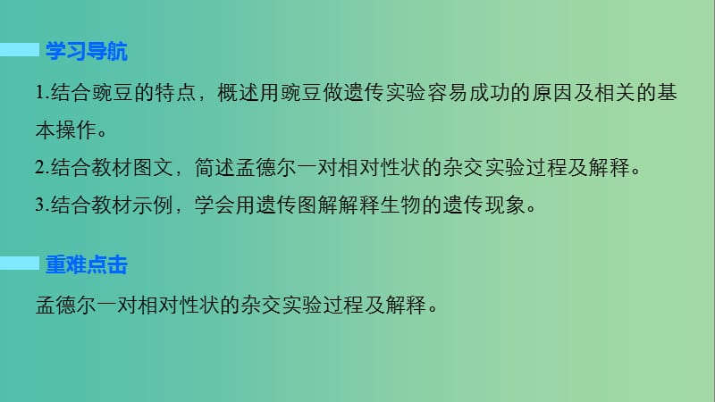 高中生物 1.1.1 一对相对性状的杂交实验过程和解释课件 新人教版必修2.ppt_第2页